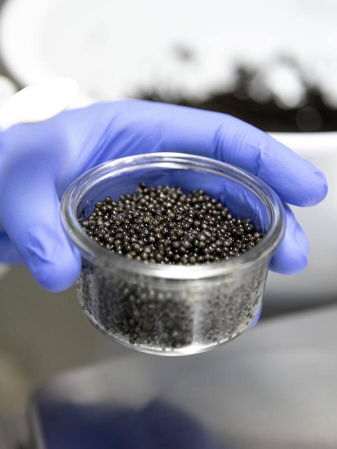 Distintas fases del proceso de elaboración del caviar de Río Frío