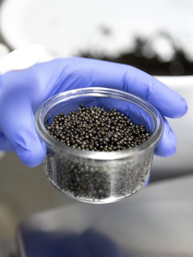 Distintas fases del proceso de elaboración del caviar de Río Frío