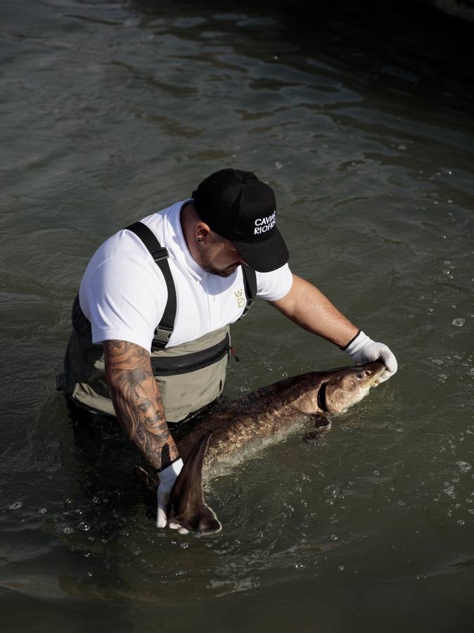 Distintas fases del proceso de elaboración del caviar de Río Frío