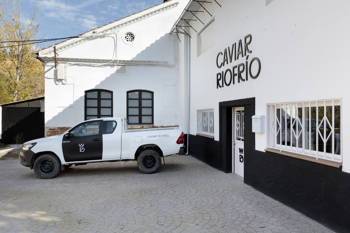 Distintas fases del proceso de elaboración del caviar de Río Frío