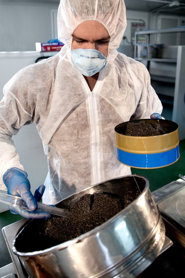 Distintas fases del proceso de elaboración del caviar de Río Frío