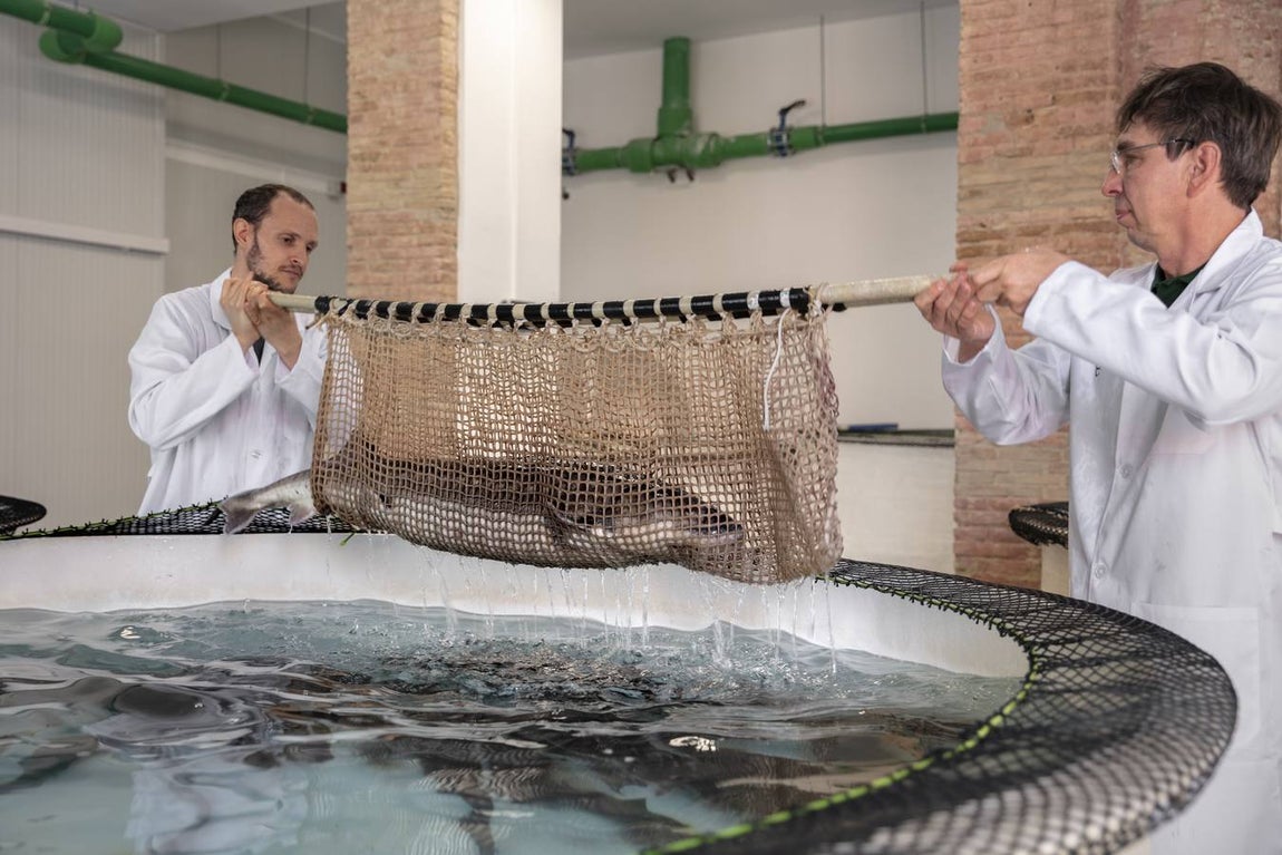 Distintas fases del proceso de elaboración del caviar de Río Frío