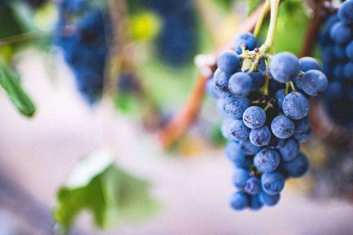 Uvas. Las uvas, que cumplen los requisitos que el resto de alimentos de esta lista, tiene propiedades diuréticas, evita la retención de líquidos y favorece el buen funcionamiento de los riñones.