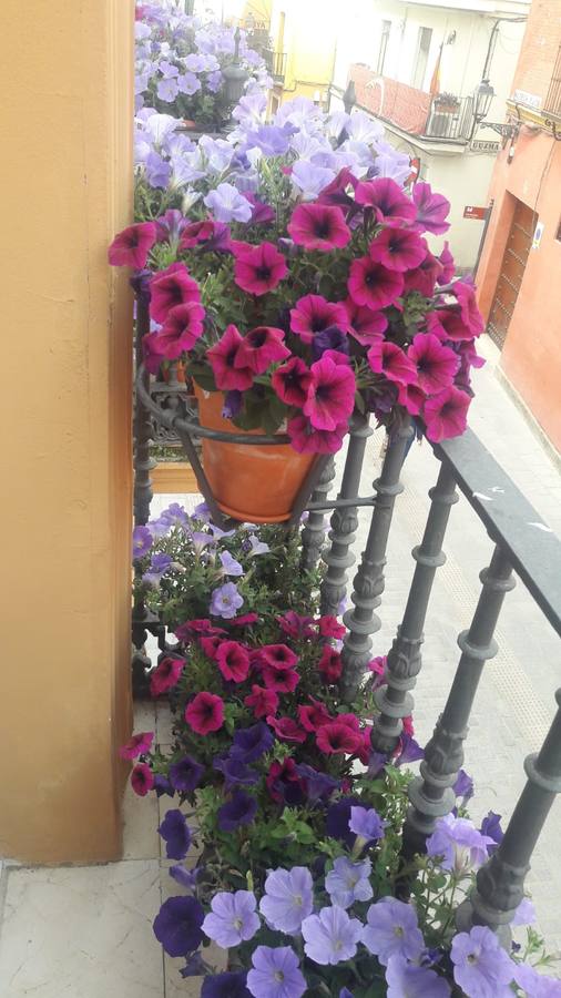 Balcones y rincones llenos de flores en el barrio de Santa Cruz