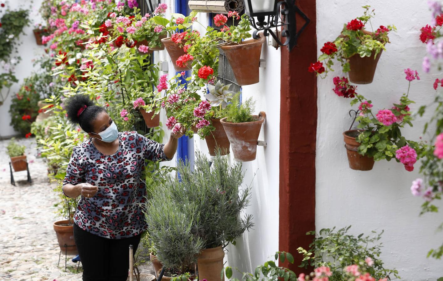 Los preparativos de los Patios de Córdoba, en imágenes