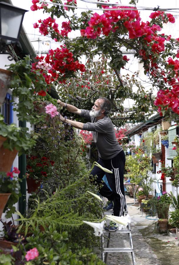 Los preparativos de los Patios de Córdoba, en imágenes