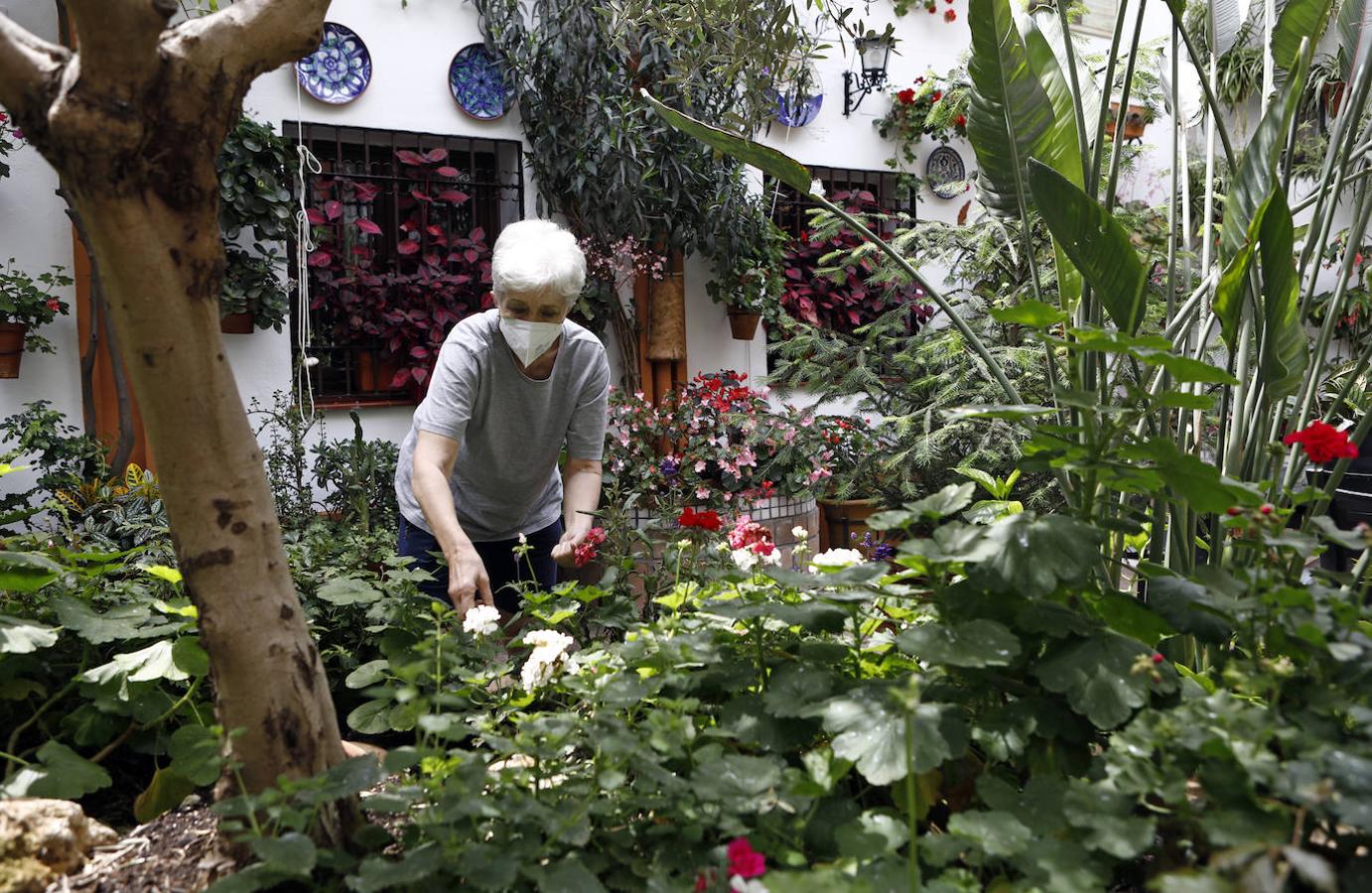 Los preparativos de los Patios de Córdoba, en imágenes