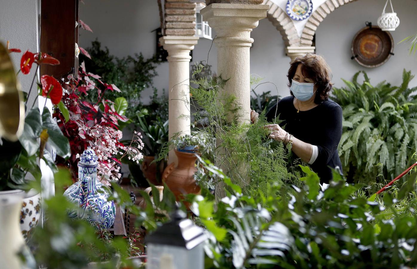 Los preparativos de los Patios de Córdoba, en imágenes