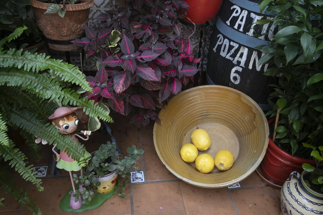 Los patios de San Lorenzo y San Agustín de Córdoba, en imágenes