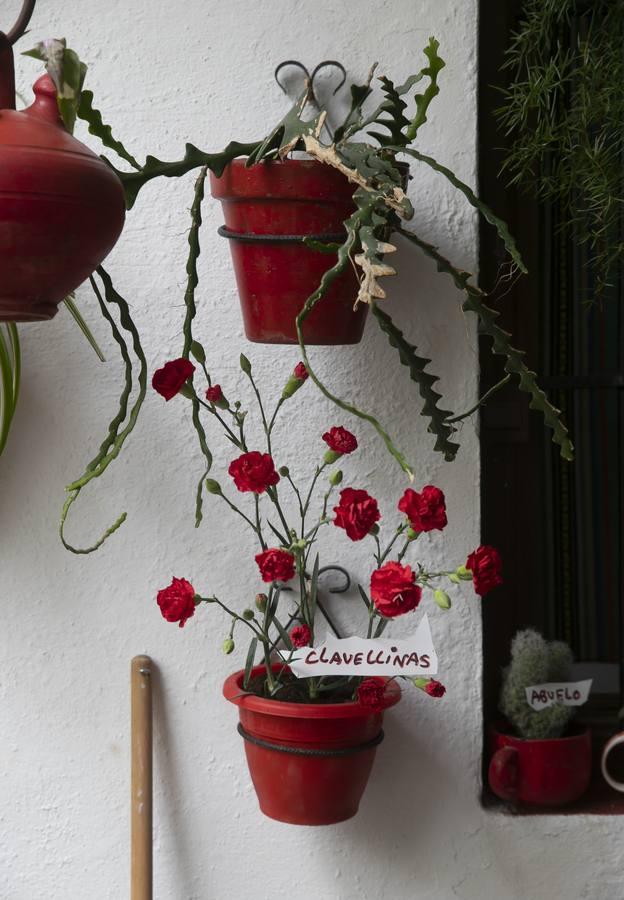 Los patios de San Lorenzo y San Agustín de Córdoba, en imágenes