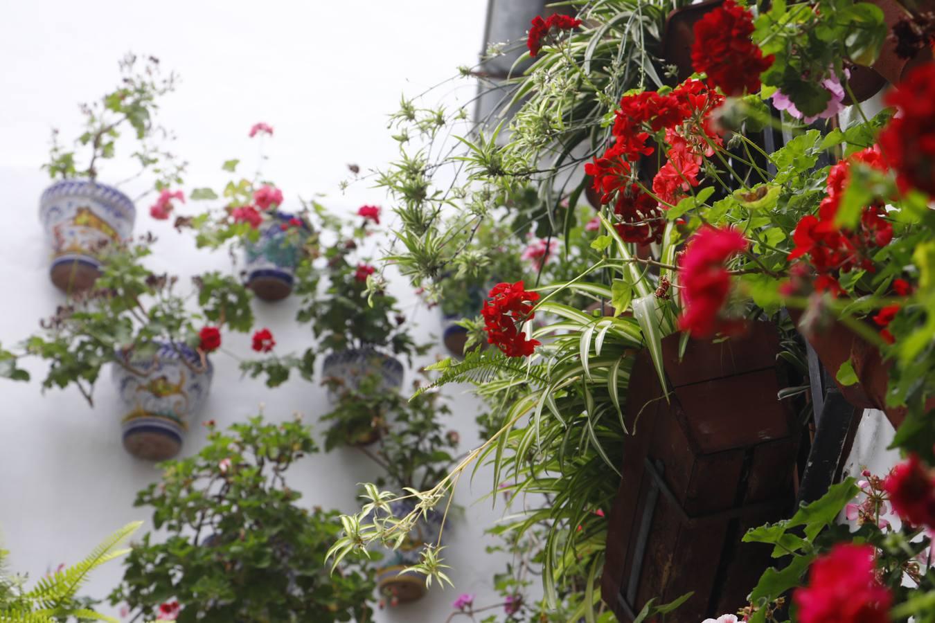 Los patios de la Judería de Córdoba, en imágenes