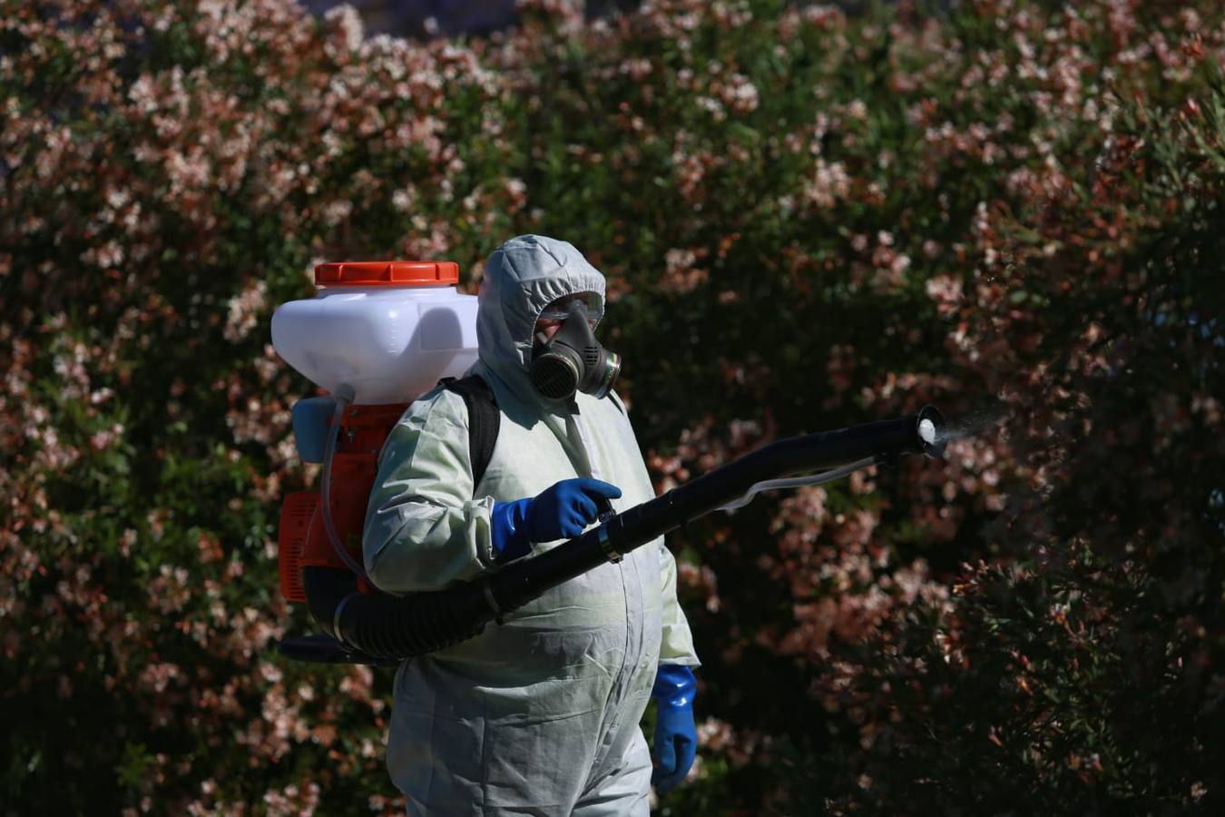 Labores de fumigación en Coria del Río