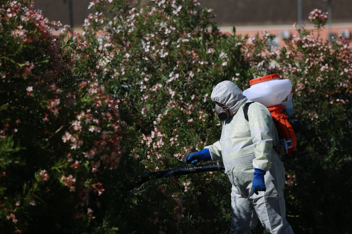 Labores de fumigación en Coria del Río