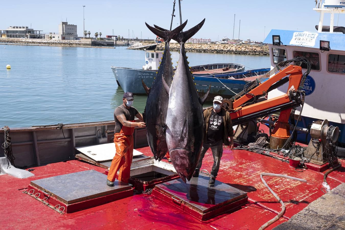 Artesanos del atún rojo salvaje en Cádiz