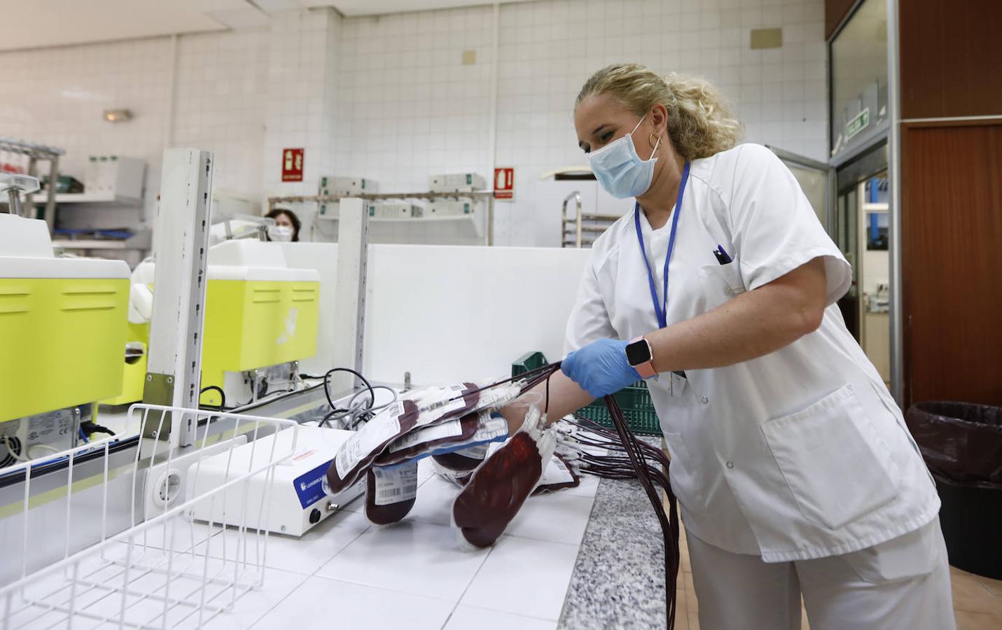 El trabajo en el Centro de Transfusión de Córdoba, en imágenes