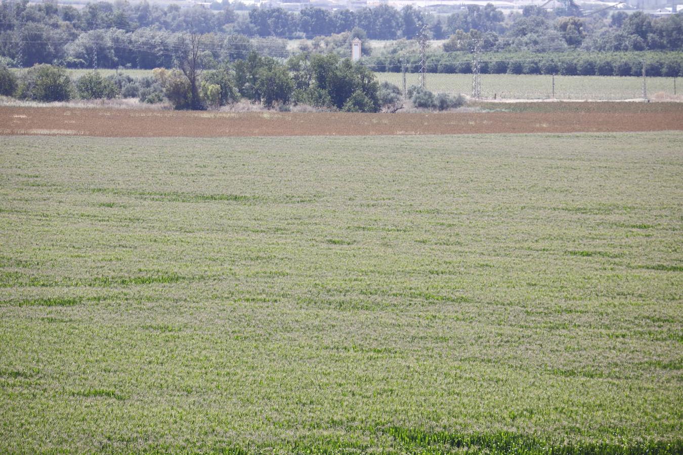 Los terrenos de Córdoba donde irá la Base Logística del Ejército, en imágenes