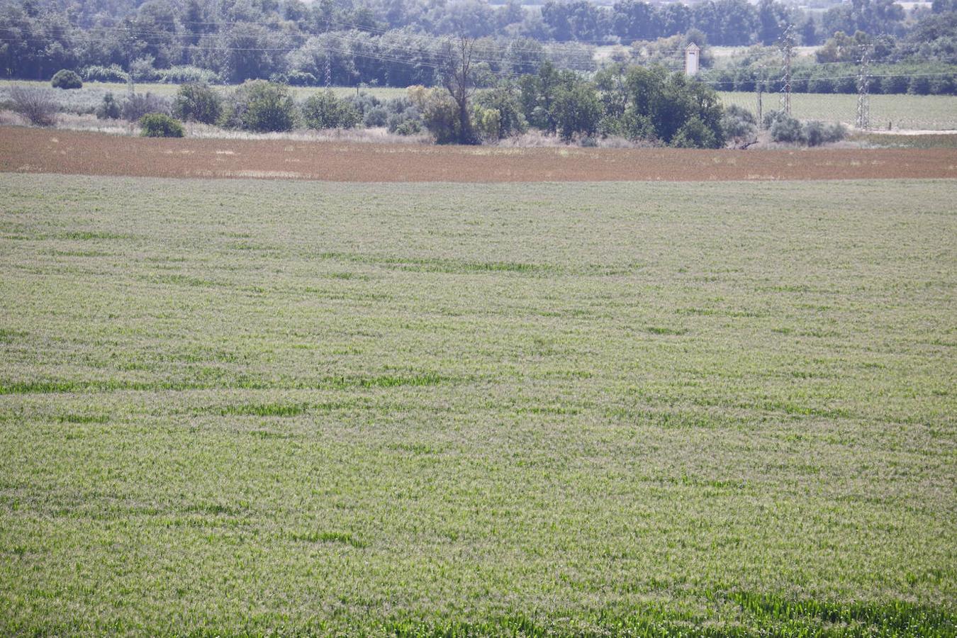 Los terrenos de Córdoba donde irá la Base Logística del Ejército, en imágenes