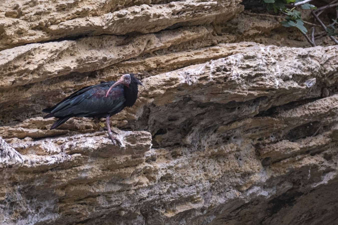 La única colonia europea salvaje de ibis eremitas vive en Vejer