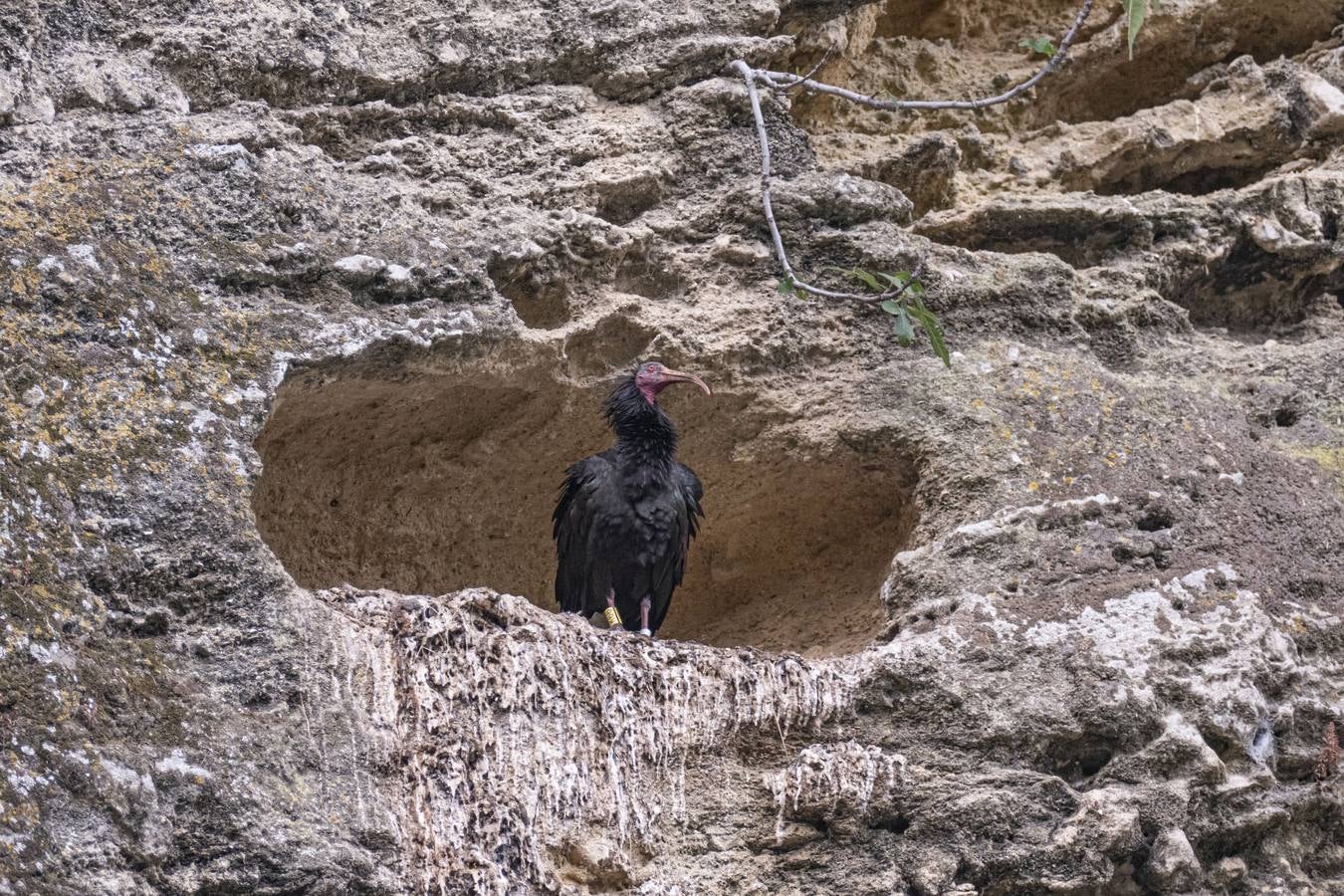 La única colonia europea salvaje de ibis eremitas vive en Vejer