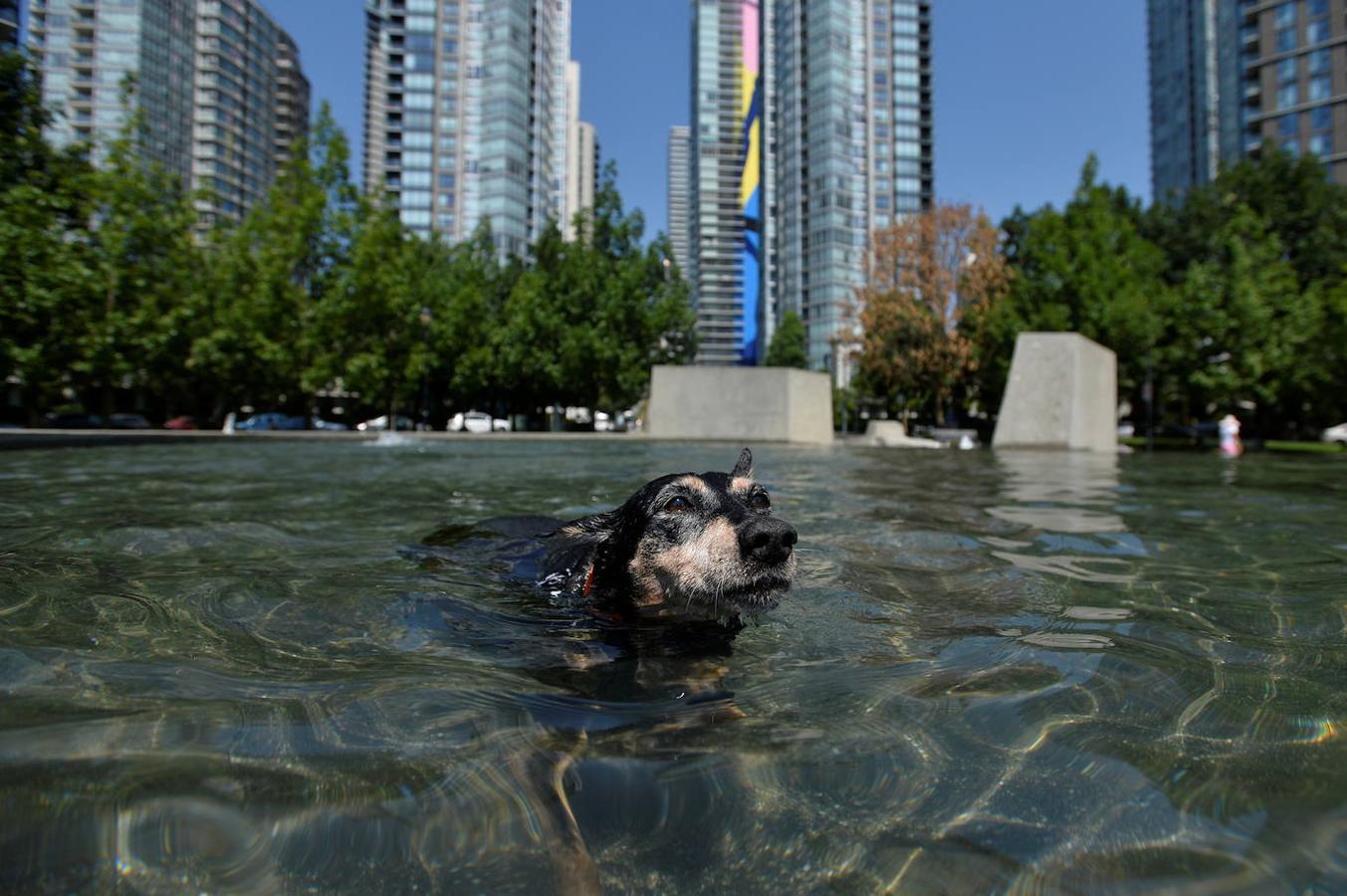 Venus, un Pinscher alemán, se refresca en una fuente durante la ola de calor que se está viviendo en Vancouver. 