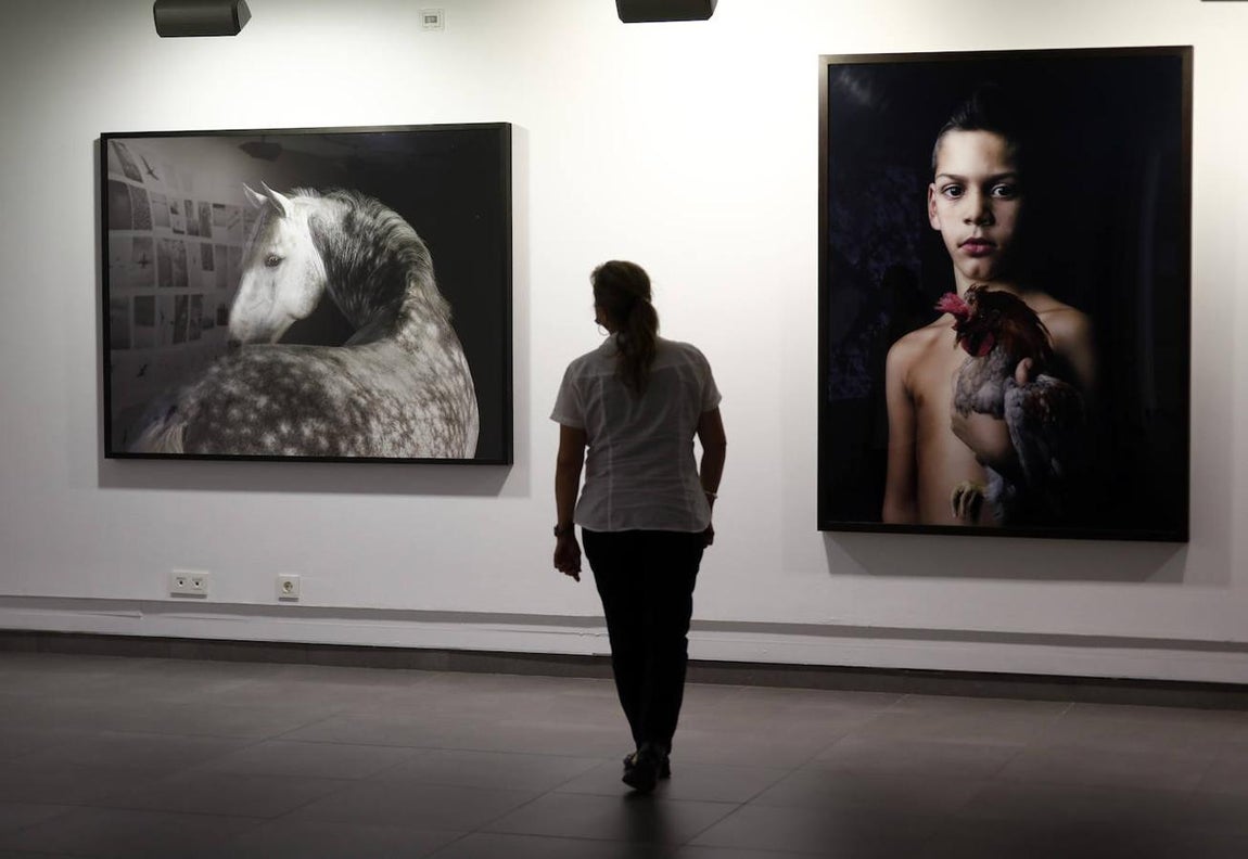 La exposición &#039;Animalario&#039;, en el centro Rafael Botí de Córdoba, en imágenes