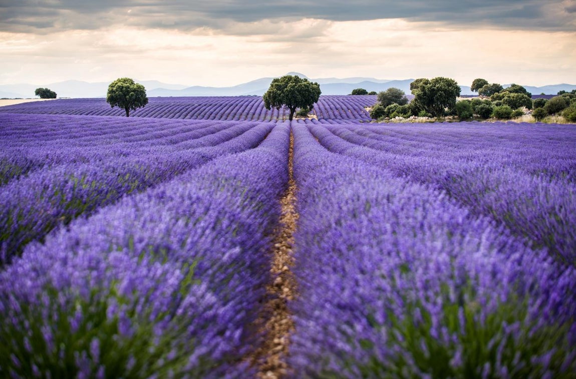 Un mar de lavanda en Brihuega. Brihuega, conocida como `El Jardín de la Alcarria´, fue la pionera en Esppaña en el cultivo de lavanda hace 30 años. En el mes de julio, sus campos se transforman en un mar de tonos azulados y violetas con un gran aroma y espectáculo visual.