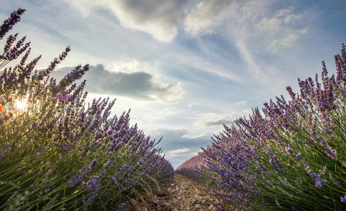 También hay visitas guiadas. Las visitas guiadas a los campos de lavanda tienen salida los viernes, sábados y domingos del mes de julio a las 19.00h y a las 20.30h, desde el Parque de María Cristina. El coste es de 3€ por persona y tienen 1 hora de duración, contando el desplazamiento desde Brihuega a los campos y a la inversa.