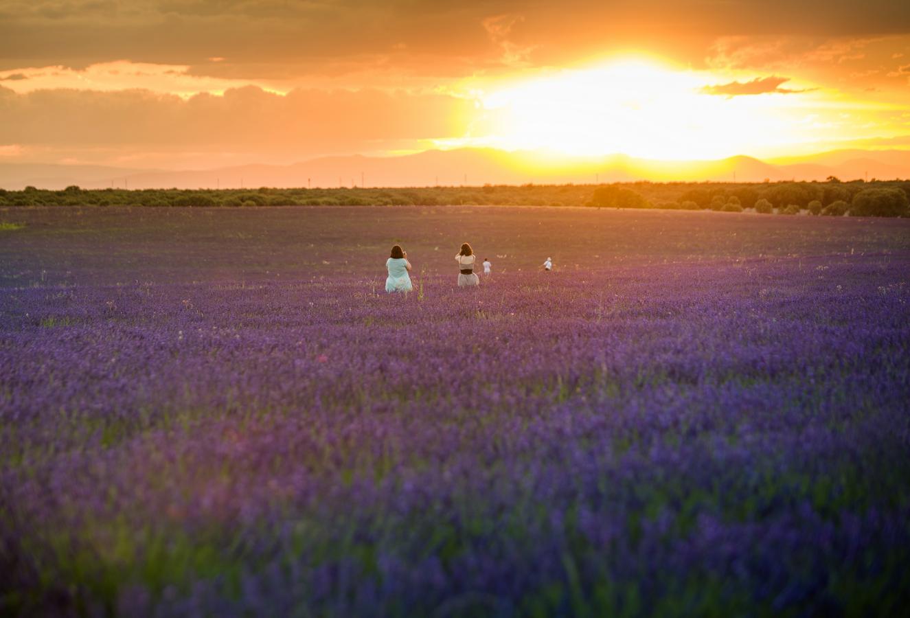 Atardecer entre los ocres y los violetas. En el Ayuntamiento recomiendan evitar las horas centrales del día por el calor y tener especial cuidado si eres alérgico a las abejas