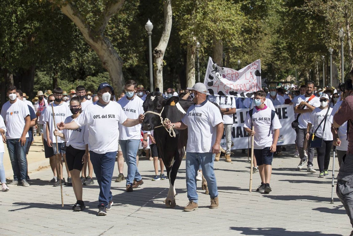 Los ganaderos no pueden soportar los costes de producción de la leche con los precios que le impone el mercado