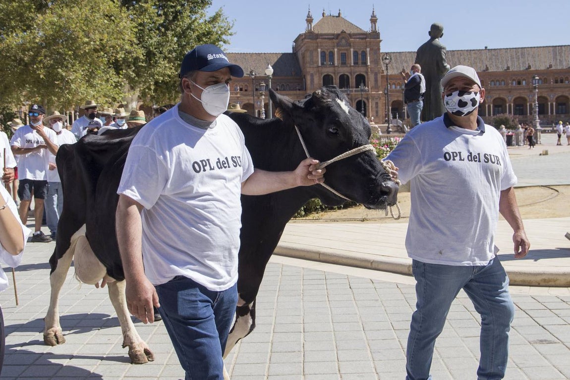 Los ganaderos no pueden soportar los costes de producción de la leche con los precios que le impone el mercado