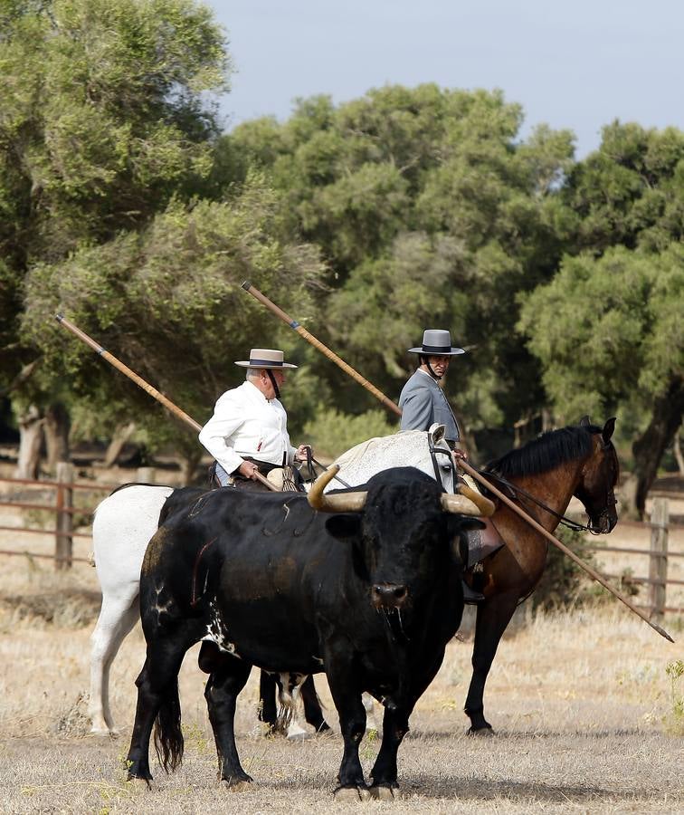 En imágenes: encuentro entre Morante y Domecq para ver los toros de Torrestrella en el campo