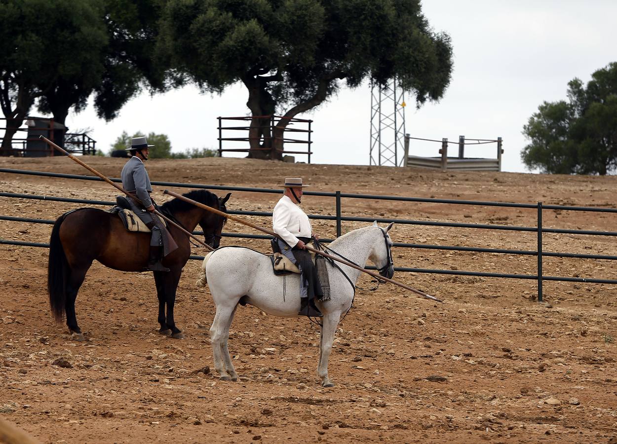 En imágenes: encuentro entre Morante y Domecq para ver los toros de Torrestrella en el campo