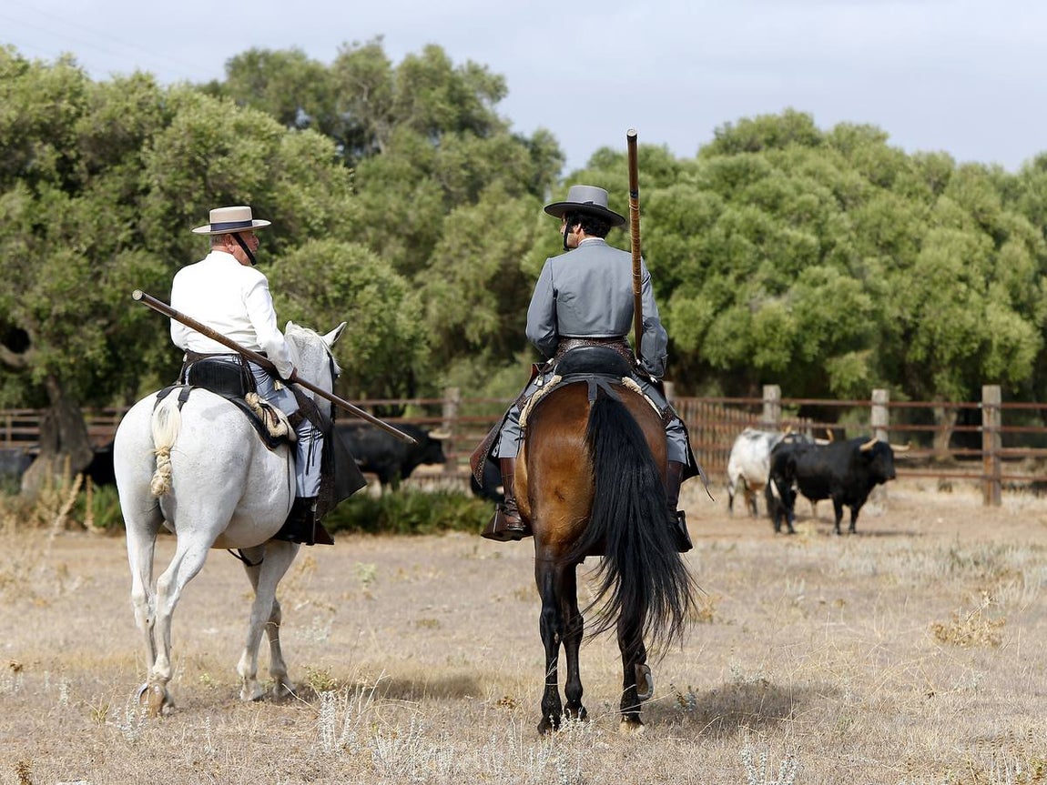 En imágenes: encuentro entre Morante y Domecq para ver los toros de Torrestrella en el campo