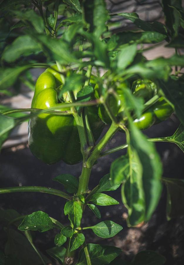 Pimiento verde. El pimiento verde tiene un gran contenido de agua y fibra, lo que para algunas personas puede suponer un condicionante indigesto y generar más gases de lo normal.