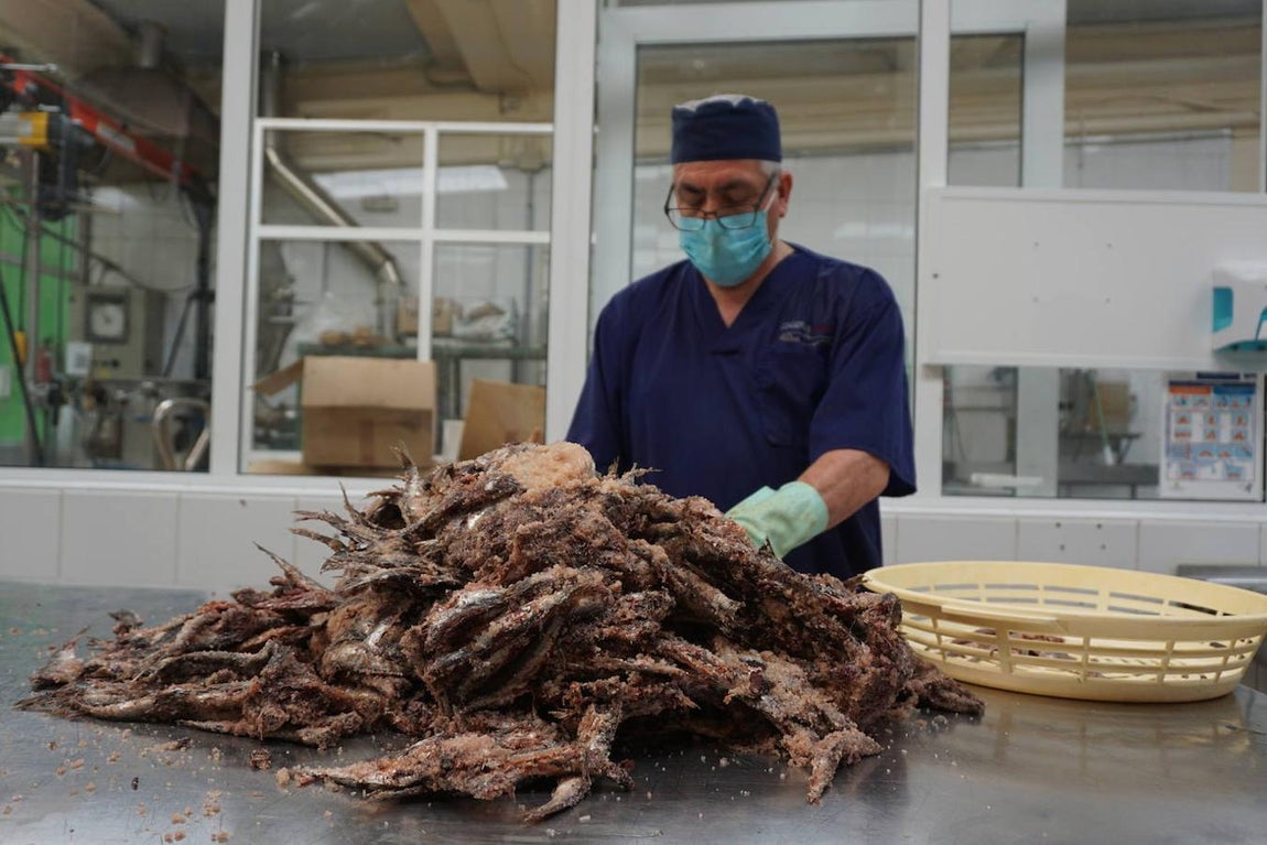 1. Santoña está considerada la cuna de la anchoa del Cantábrico y el primer puerto conservero de esta zona del norte de España. Su tradición salazonera se remonta a finales del siglo XIX, cuando numerosos emigrantes italianos procedentes de la región de Sicilia se asentaron en esta villa atraídos por la riqueza de sus caladeros. Sus métodos para conservar los bocartes revolucionaron una industria que permanece fuerta hoy en día.