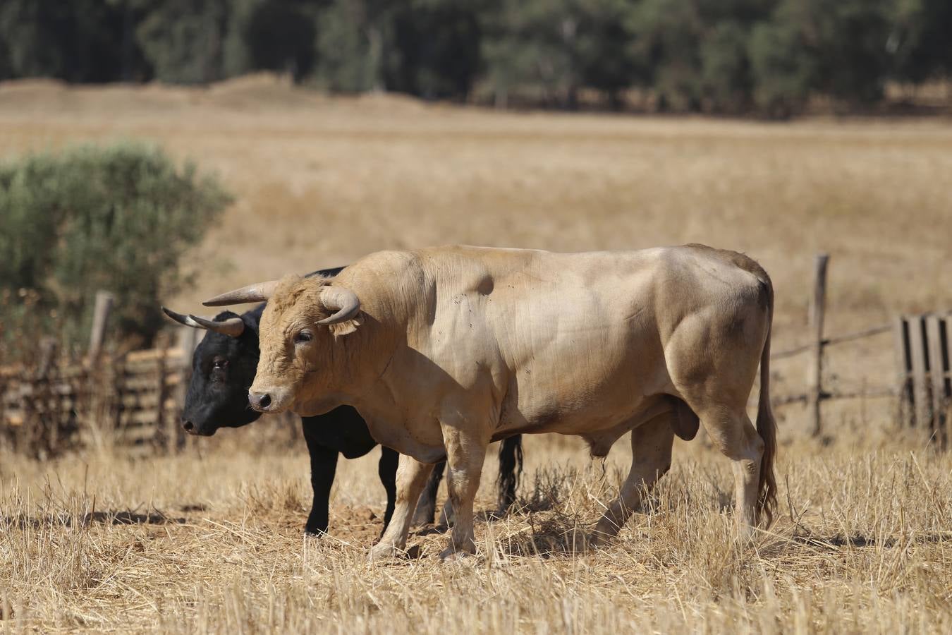 Visita a la finca La Ruiza, que alberga los toros de la próxima corrida en el Puerto de Santa María