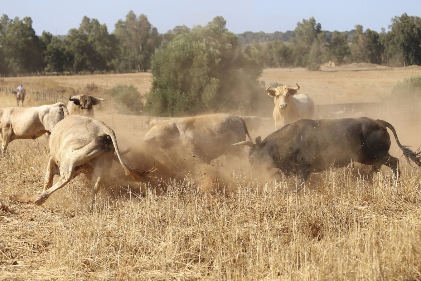 Visita a la finca La Ruiza, que alberga los toros de la próxima corrida en el Puerto de Santa María