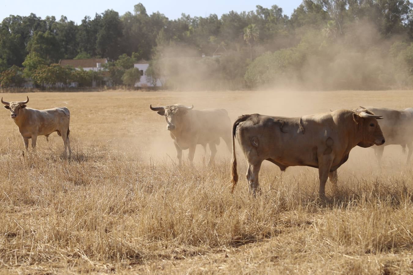 Visita a la finca La Ruiza, que alberga los toros de la próxima corrida en el Puerto de Santa María