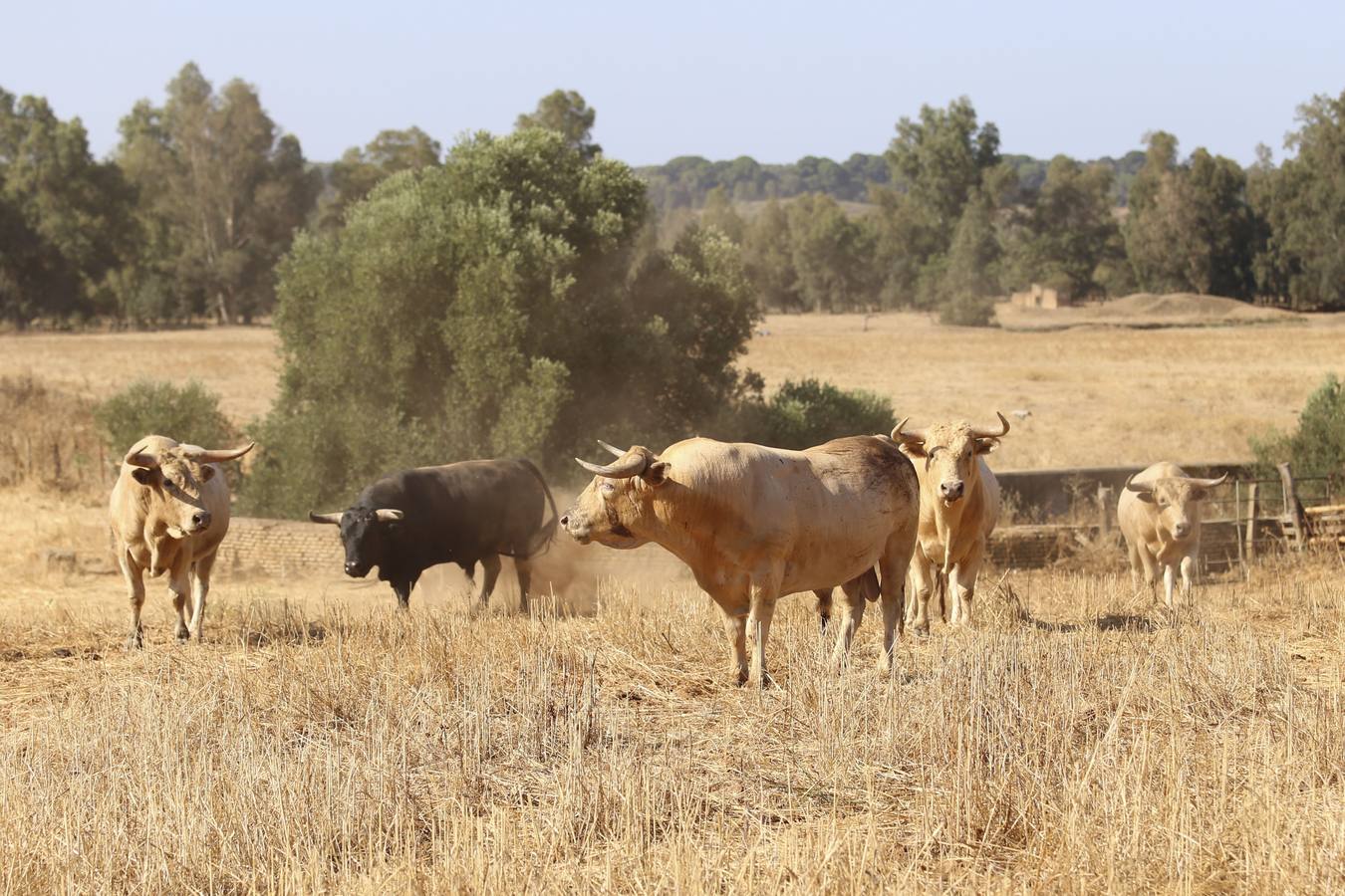 Visita a la finca La Ruiza, que alberga los toros de la próxima corrida en el Puerto de Santa María