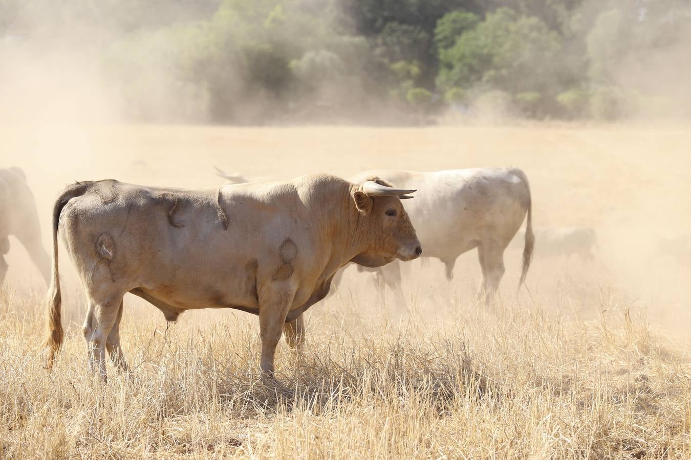 Visita a la finca La Ruiza, que alberga los toros de la próxima corrida en el Puerto de Santa María