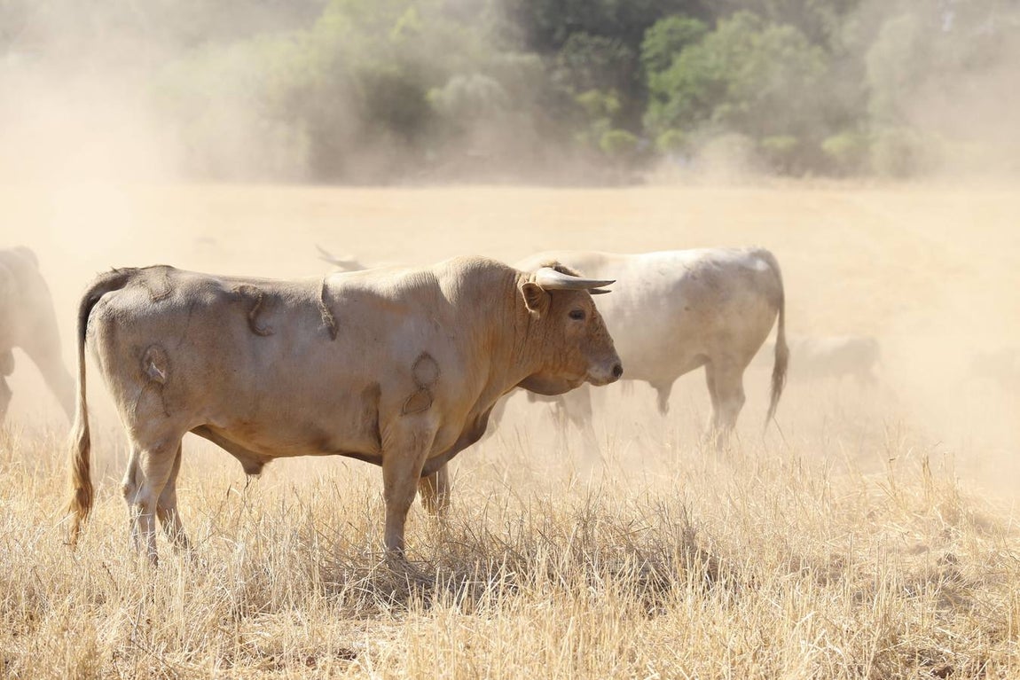 Visita a la finca La Ruiza, que alberga los toros de la próxima corrida en el Puerto de Santa María