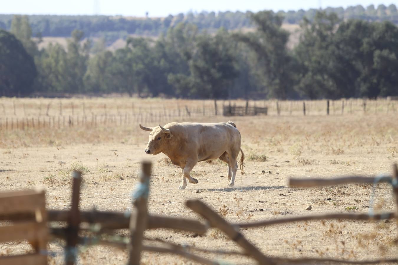 Visita a la finca La Ruiza, que alberga los toros de la próxima corrida en el Puerto de Santa María