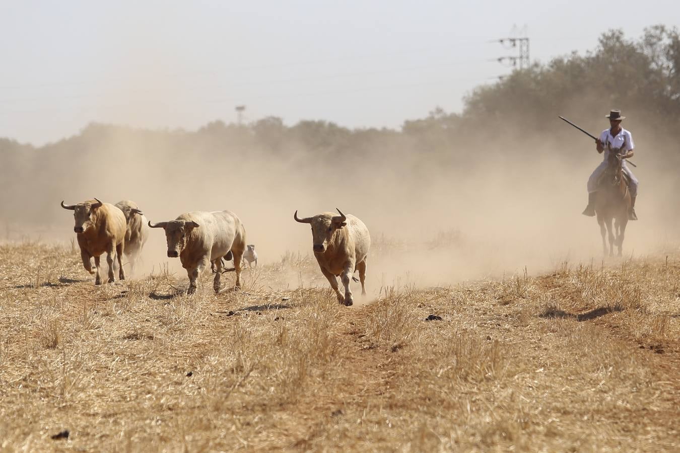 Visita a la finca La Ruiza, que alberga los toros de la próxima corrida en el Puerto de Santa María