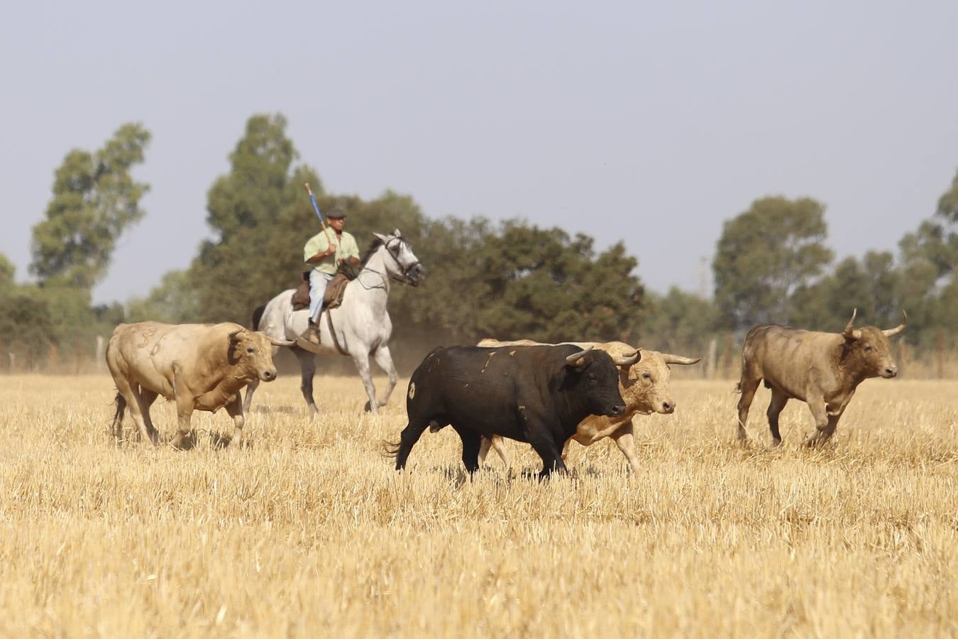 Visita a la finca La Ruiza, que alberga los toros de la próxima corrida en el Puerto de Santa María