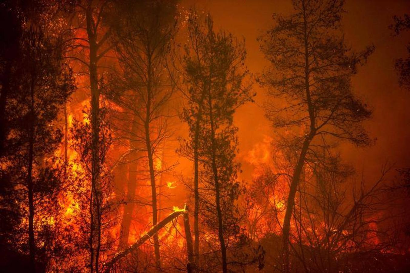 Un incendio envuelve los árboles en su camino cuando los incendios forestales se acercan a la aldea de Pefki en la isla de Evia (Eubea). 
