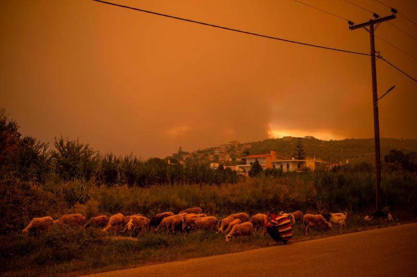 Los bomberos intentan evitar que los incendios lleguen a zonas urbanas y explotaciones ganaderas. En la imagen, un pastor con sus ovejas cerca de la aldea de Pefki en la isla de Evia. 