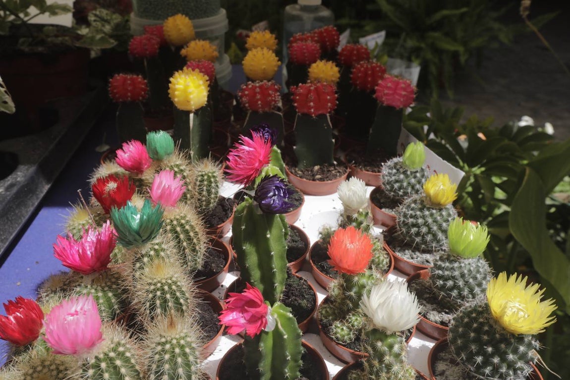 Fotos: El Mercado Andalusí de Cádiz