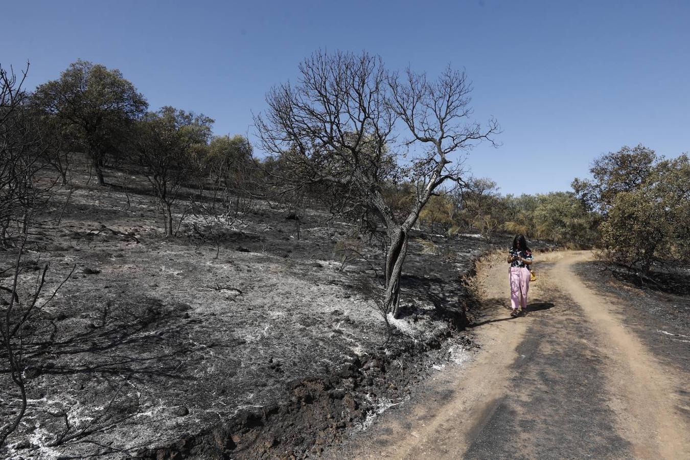 La extinción del incendio forestal de Villaharta, en imágenes