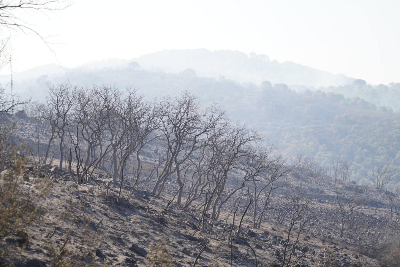 El incendio forestal de Alcaracejos, en imágenes