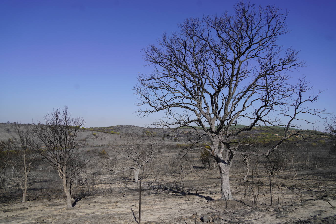 El incendio forestal de Alcaracejos, en imágenes